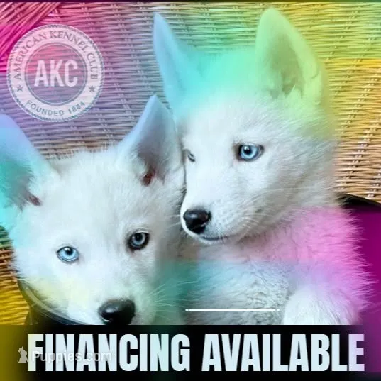 AKC White – Siberian Husky puppy for sale in New Hampshire, NH