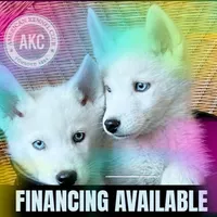 AKC White, a  Siberian Husky for sale in New Hampshire, NH – 1 of 6