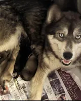 AKC MYSTIC, a female East Siberian Laika for sale in New Hampshire, NH – 2 of 6