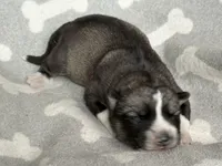 AKC MYSTIC, a female East Siberian Laika for sale in New Hampshire, NH – 3 of 6
