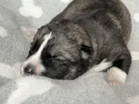 AKC MYSTIC, a female East Siberian Laika for sale in New Hampshire, NH – 4 of 6