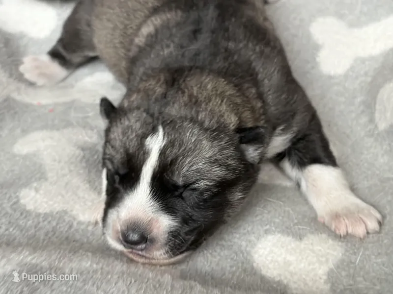 AKC MYSTIC – East Siberian Laika puppy for sale in New Hampshire, NH
