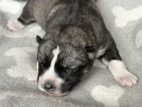 AKC MYSTIC, a female East Siberian Laika for sale in New Hampshire, NH – 1 of 6
