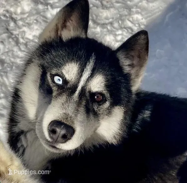 Safari – Siberian Husky puppy for sale in New Hampshire, NH