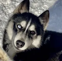 Safari, a female Siberian Husky for sale in New Hampshire, NH – 1 of 5