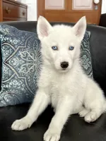 AKC lack & White, a  Siberian Husky for sale in New Hampshire, NH – 2 of 3