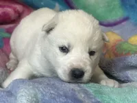 AKC SNOWY, a  Siberian Husky for sale in New Hampshire, NH – Photo 3 of 4