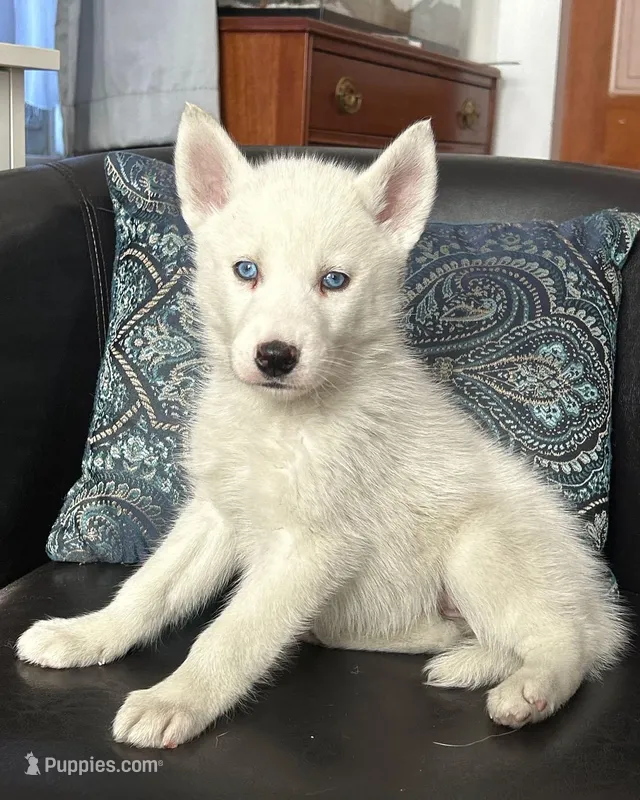 AKC SNOWY – Siberian Husky puppy for sale in New Hampshire, NH