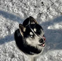 Safari, a female Siberian Husky for sale in New Hampshire, NH – 4 of 5