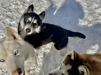 Safari, a female Siberian Husky for sale in New Hampshire, NH – 3 of 5