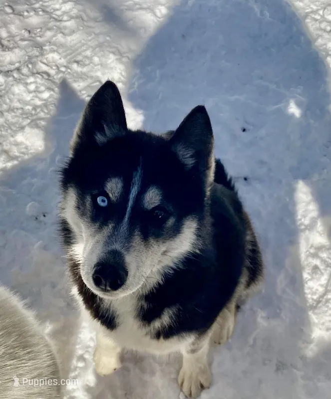 Safari – Siberian Husky puppy for sale in New Hampshire, NH