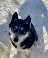 Safari, a female Siberian Husky for sale in New Hampshire, NH – 2 of 5