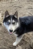 Safari, a female Siberian Husky for sale in New Hampshire, NH – 5 of 5