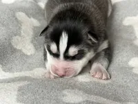 AKC Black & White, a  Siberian Husky for sale in New Hampshire, NH – 2 of 4