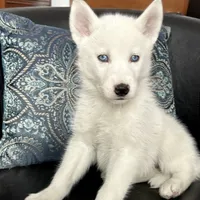 AKC SNOWY, a  Siberian Husky for sale in New Hampshire, NH – Photo 1 of 4