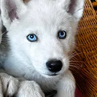 AKC SNOWY, a  Siberian Husky for sale in New Hampshire, NH – Photo 4 of 4