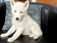 processed/bc7bc653-d204-4e70-bd57-ae1a35134a72/listing/a2557400-ca30-44c8-acc1-b56709d466d5/c00395df-77a8-4377-8470-db40b1ff6bc8