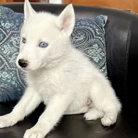 AKC SNOWY, a  Siberian Husky for sale in New Hampshire, NH – Photo 2 of 4