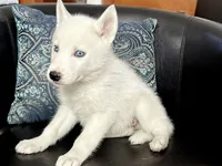 processed/bc7bc653-d204-4e70-bd57-ae1a35134a72/listing/a2557400-ca30-44c8-acc1-b56709d466d5/ccf47649-ebf9-4f36-bd17-2e3c5189073b