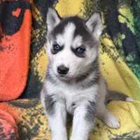 AKC BANDIT, a  Siberian Husky for sale in New Hampshire, NH – Photo 1 of 2