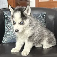 AKC BANDIT, a  Siberian Husky for sale in New Hampshire, NH – Photo 2 of 2