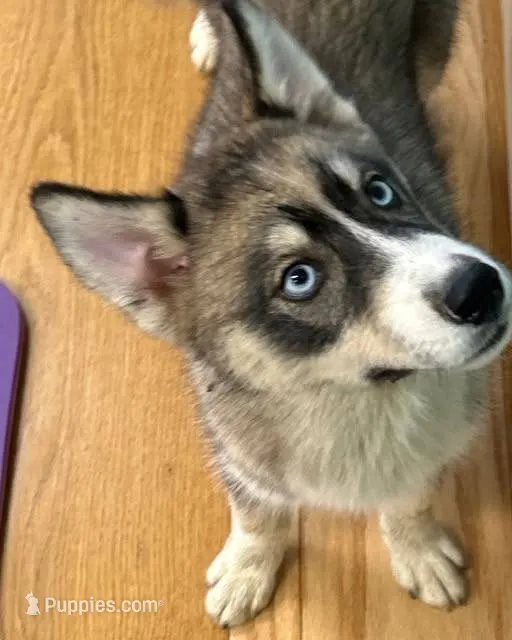AKC Agouti – Siberian Husky puppy for sale in New Hampshire, NH