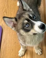 AKC Agouti, a  Siberian Husky for sale in New Hampshire, NH – 5 of 5