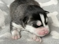 AKC Black & White, a  Siberian Husky for sale in New Hampshire, NH – 3 of 4