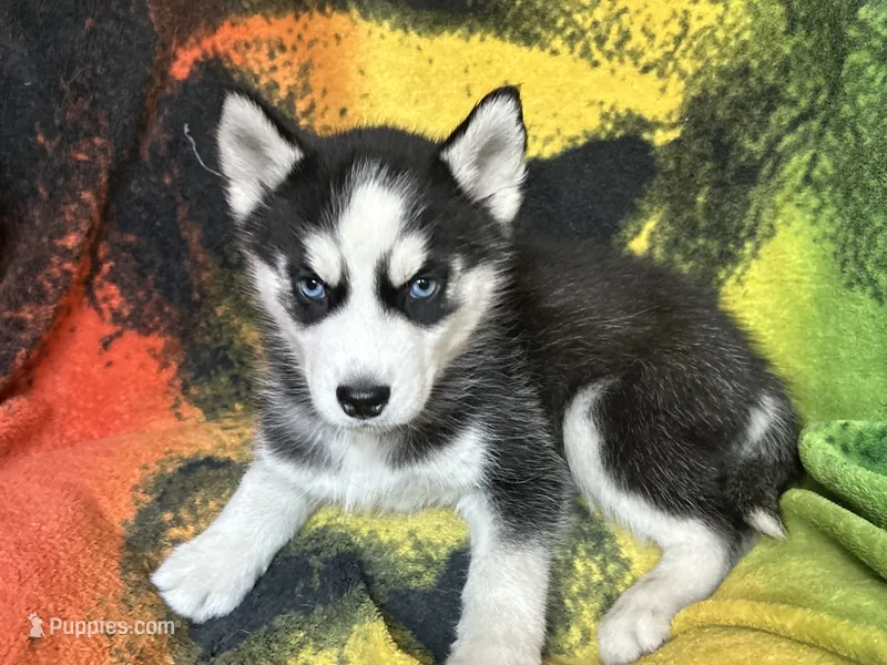 AKC Black & White – Siberian Husky puppy for sale in New Hampshire, NH