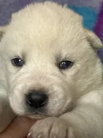 AKC White, a  Siberian Husky for sale in New Hampshire, NH – 4 of 6