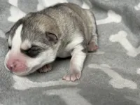 AKC STORM, a male Siberian Husky for sale in New Hampshire, NH – Photo 2 of 10