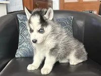 AKC lack & White, a  Siberian Husky for sale in New Hampshire, NH – 3 of 3