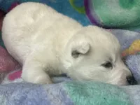 AKC White, a  Siberian Husky for sale in New Hampshire, NH – 5 of 6