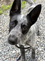BLUE, a male Australian Cattle Dog for sale in New Hampshire, NH – 2 of 5