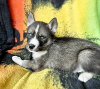 AKC LAYLA, a female Siberian Husky for sale in New Hampshire, NH – 2 of 2
