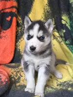 AKC Black & White, a  Siberian Husky for sale in New Hampshire, NH – 4 of 4