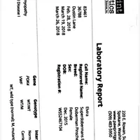 Major- AKC Champion Bloodline, a male Doberman Pinscher for sale in Sugar Hill, GA – Photo 9 of 10