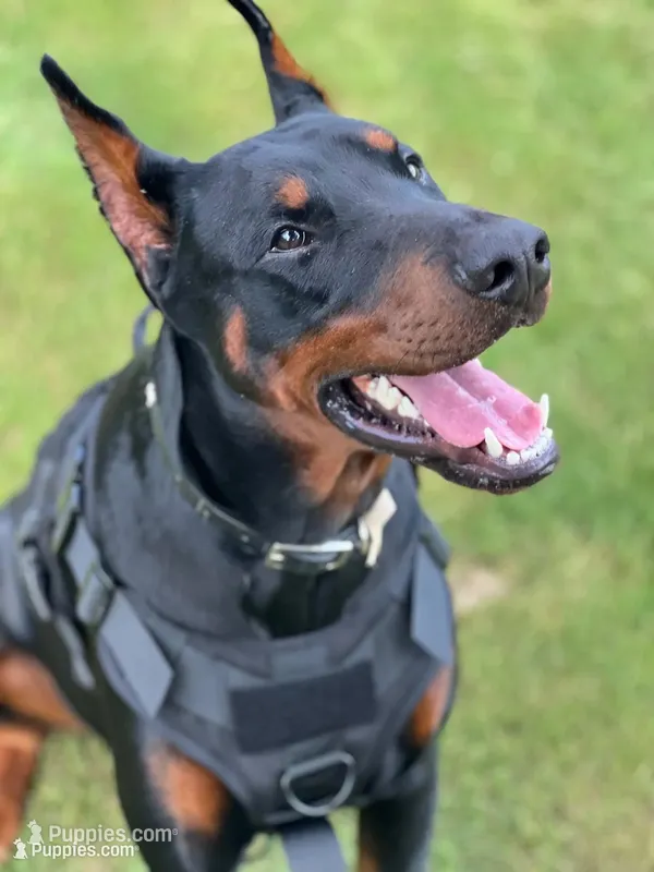 Major- AKC Champion Bloodline – Doberman Pinscher puppy for sale in Sugar Hill, GA