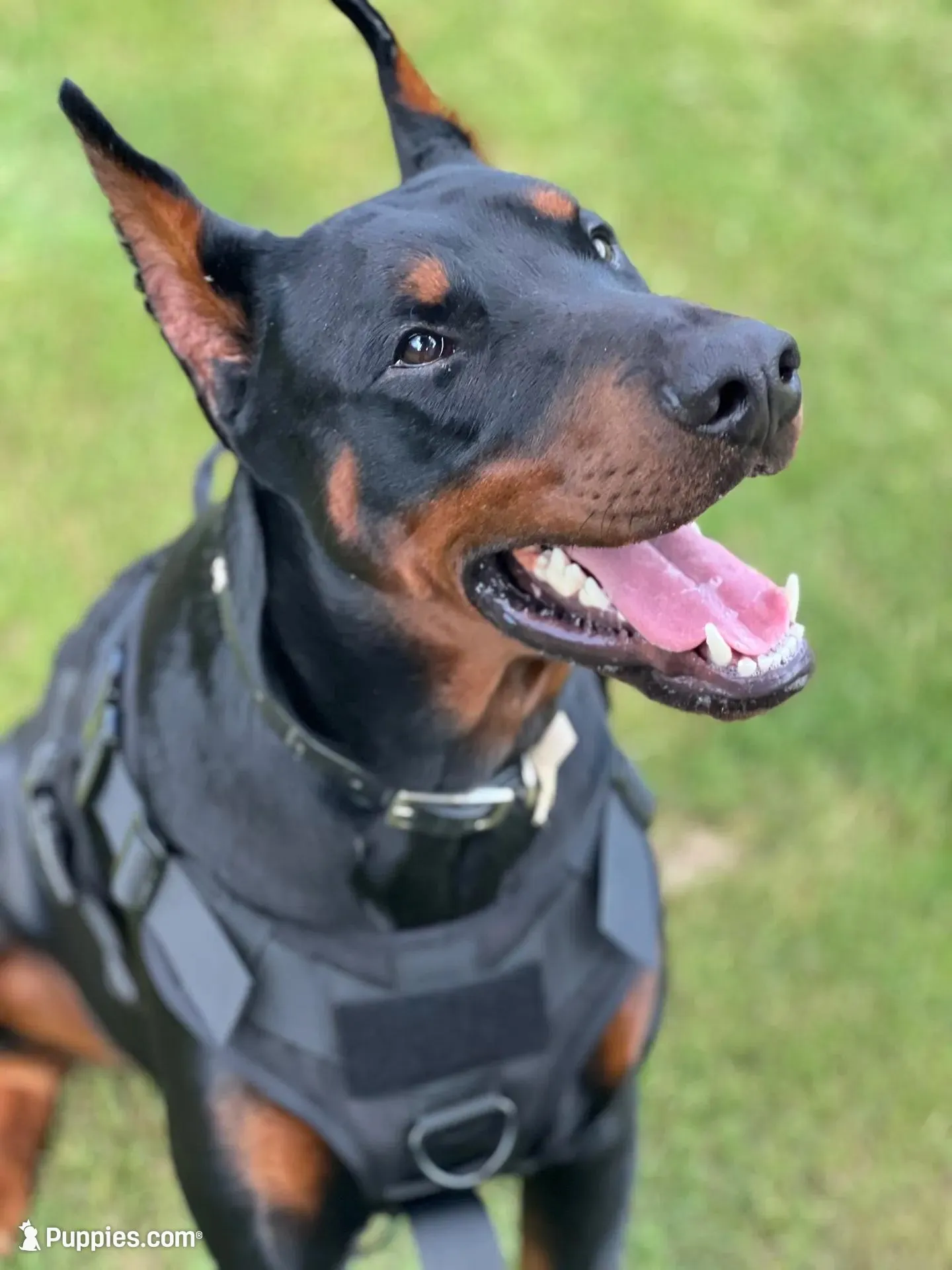 Major- AKC Champion Bloodline, a male Doberman Pinscher for sale in Sugar Hill, GA – Photo 1 of 10