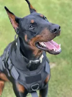 Major- AKC Champion Bloodline, a male Doberman Pinscher for sale in Sugar Hill, GA – Photo 2 of 10
