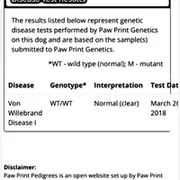 Major- AKC Champion Bloodline, a male Doberman Pinscher for sale in Sugar Hill, GA – Photo 8 of 10