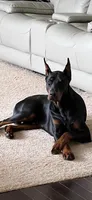 Major- AKC Champion Bloodline, a male Doberman Pinscher for sale in Sugar Hill, GA – Photo 5 of 10