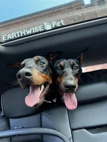 Major- AKC Champion Bloodline, a male Doberman Pinscher for sale in Sugar Hill, GA – Photo 7 of 10