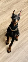 Major- AKC Champion Bloodline, a male Doberman Pinscher for sale in Sugar Hill, GA – Photo 4 of 10