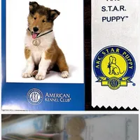 Major- AKC Champion Bloodline, a male Doberman Pinscher for sale in Sugar Hill, GA – Photo 10 of 10