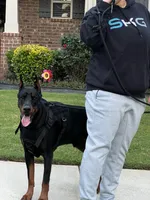 Major- AKC Champion Bloodline, a male Doberman Pinscher for sale in Sugar Hill, GA – Photo 3 of 10