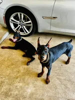 Major- AKC Champion Bloodline, a male Doberman Pinscher for sale in Sugar Hill, GA – Photo 6 of 10