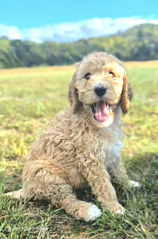 Purple Girl – Poodle - Standard  puppy for sale in Georgetown, TN