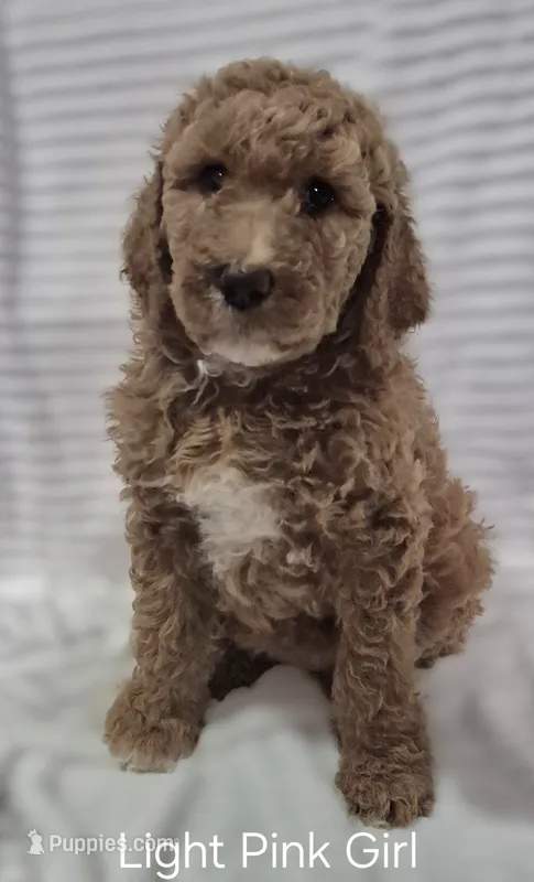 Light Pink Girl – Poodle - Standard  puppy for sale in Georgetown, TN