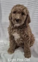 PRICE DROP**Light Pink Girl, a female Poodle - Standard  for sale in Georgetown, TN – 4 of 8